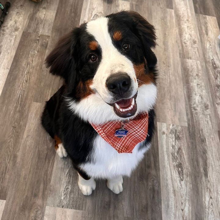 Teddy The Bernie
