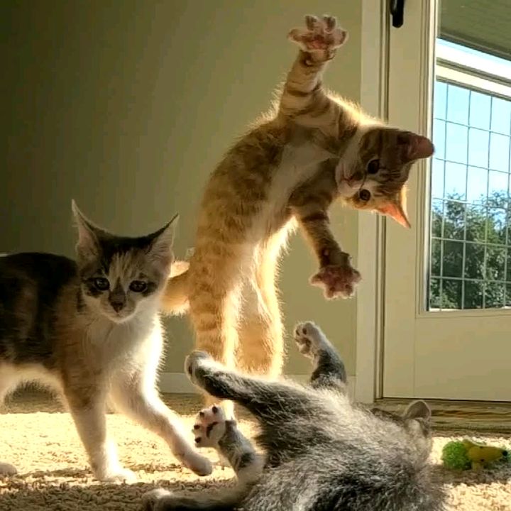 Saved by the Meow