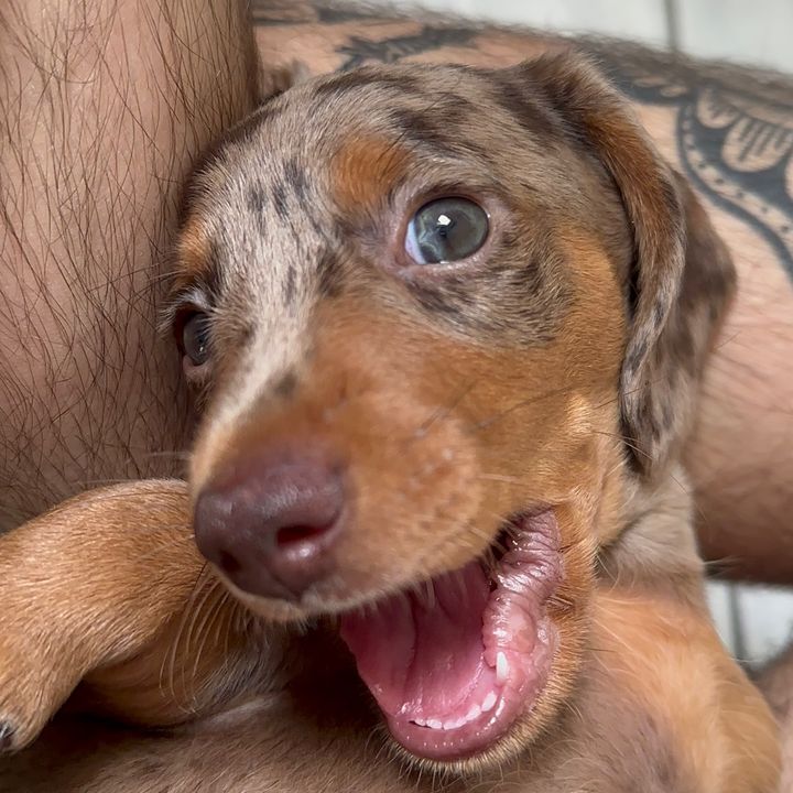 chico salsichinha