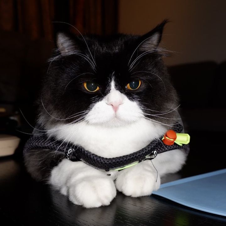 Bucin cat