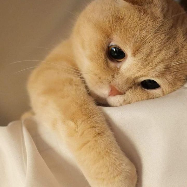 Love me love my cat 789