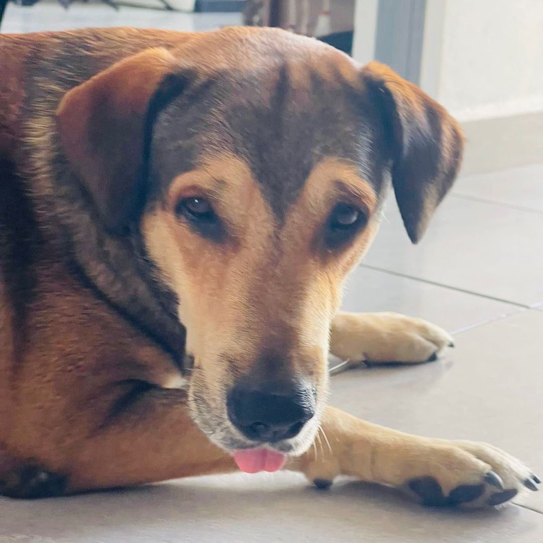 Fundación Huellitas Alemán