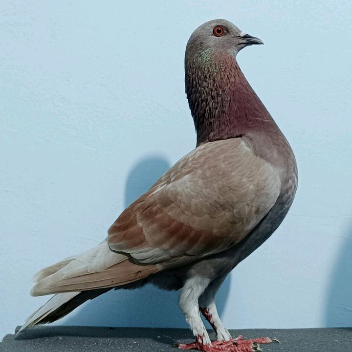 lelaki_biasa68