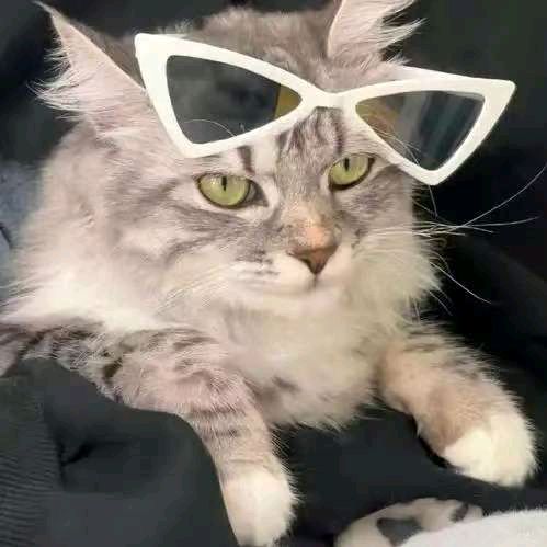 World of Cat Memes