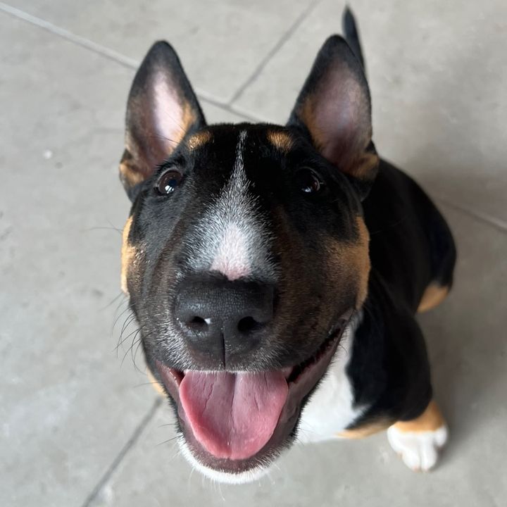 nellie the mini bull terrier