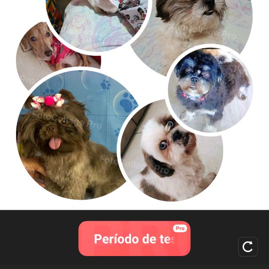 Valeria mãe de pets 🐶🐾🐶
