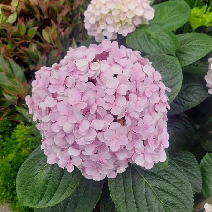 Vật Tư Nông Nghiệp