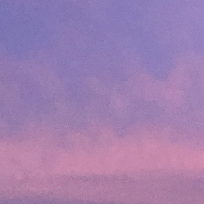 🐬