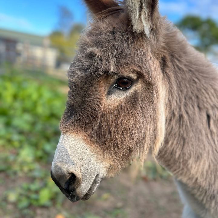 jacksonridgefarm