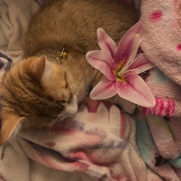 ᵕ̈