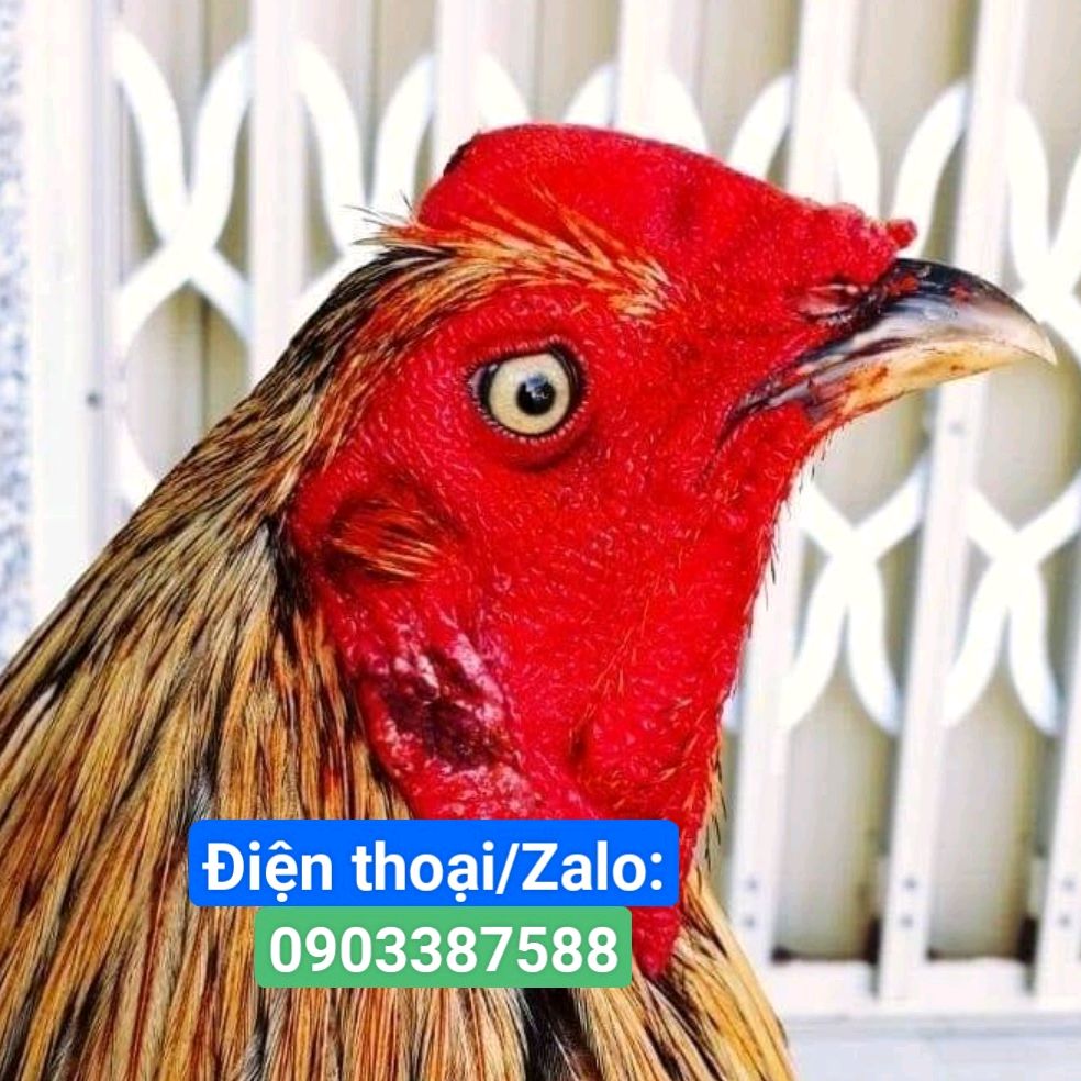 Phụ Kiện Chiến Kê Trường Long