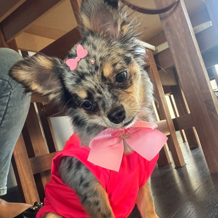 madalenachihuahua1