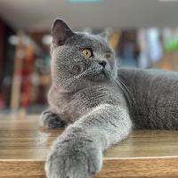 Mr One Pet House
