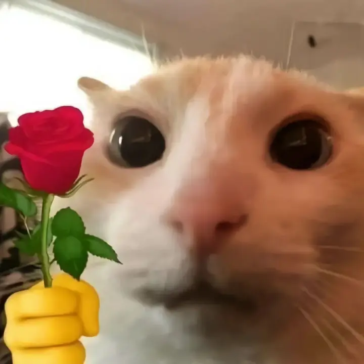 happy.pet66