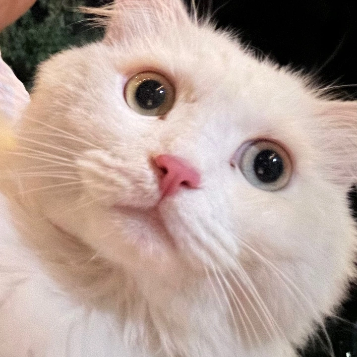 chireview98