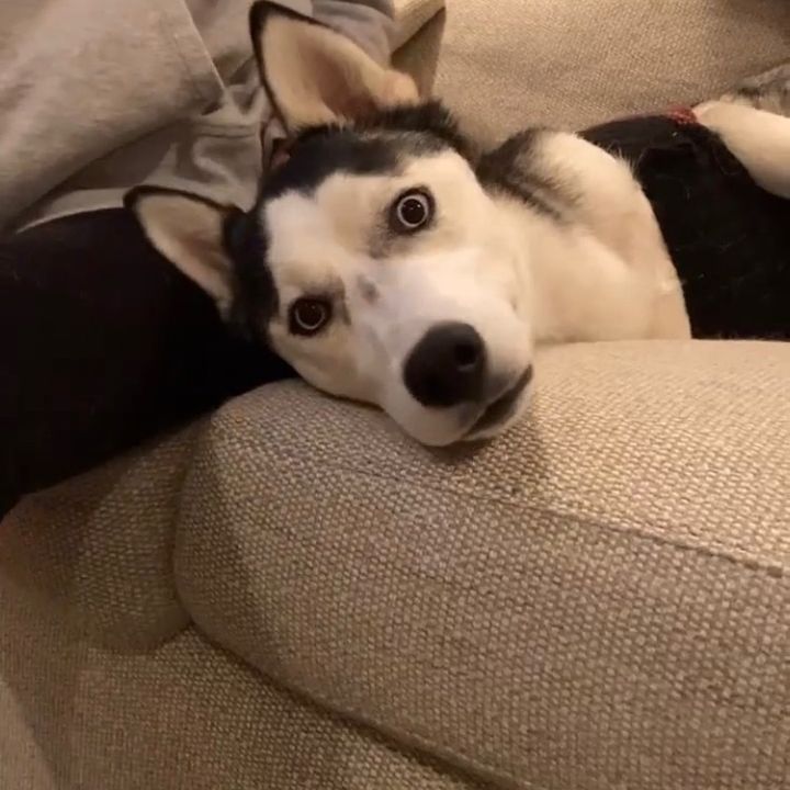 Elle The Husky