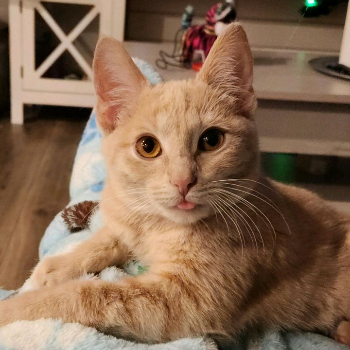 misfit animal foster