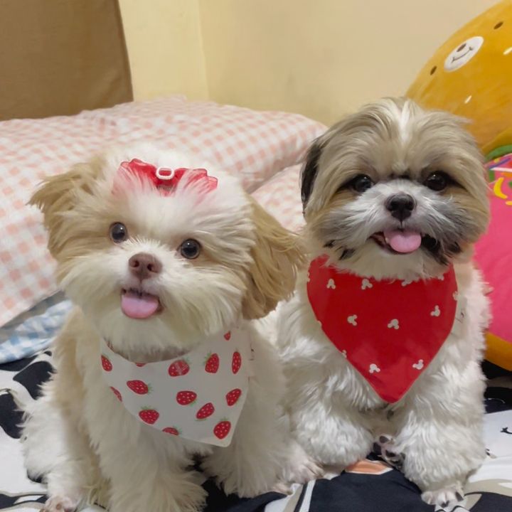 Chopper x Pawmily
