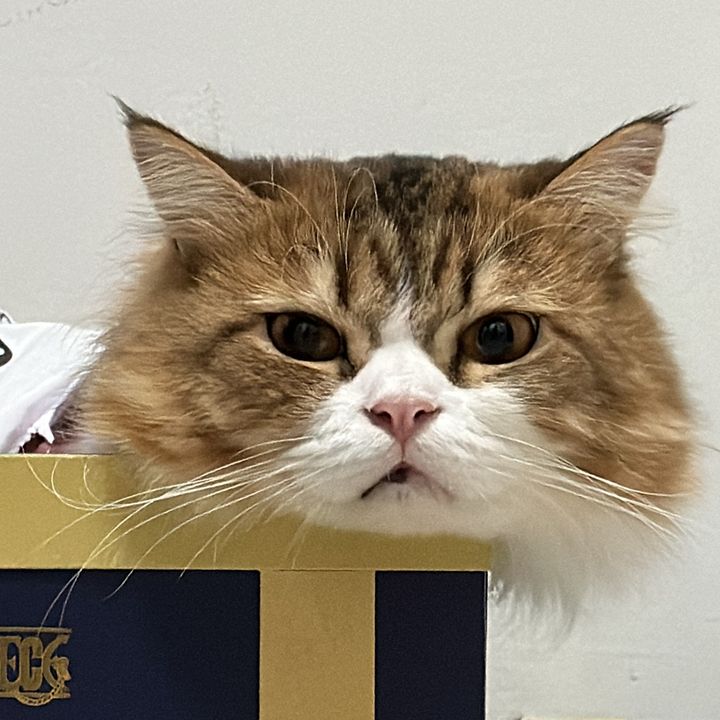 Shoyu The Cat