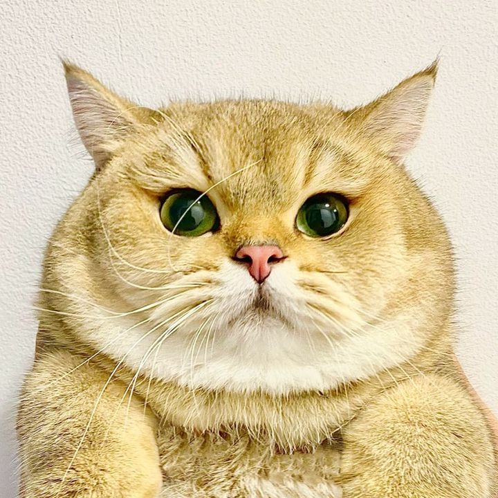 Bà Ngoại Cacao🐱💝