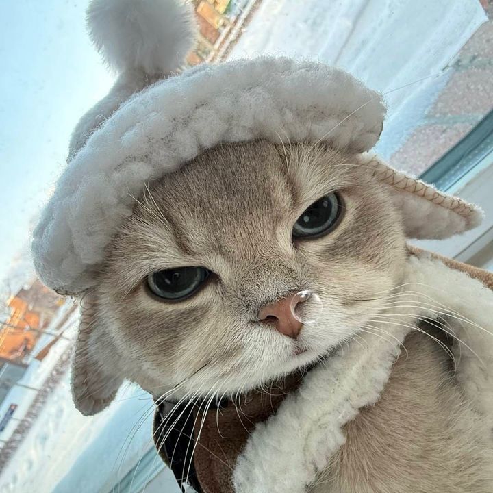 liucat