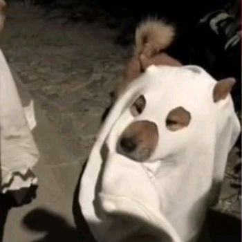 Plushmimikyu | Twitch ♡