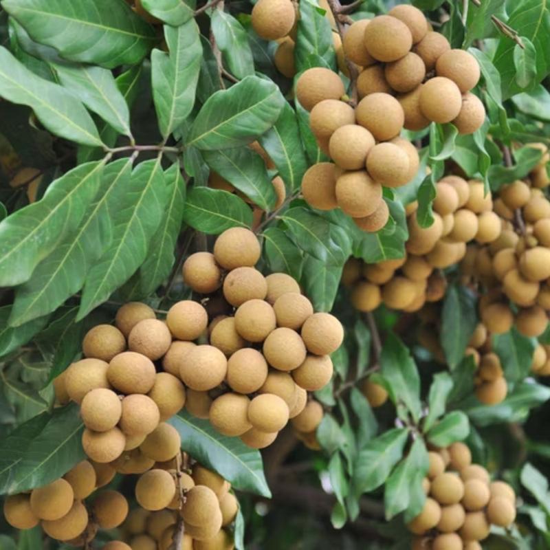 查看[Live Longan Fruit Tree in Half Gallon Pot, Longan Tree, Longan Tree ...