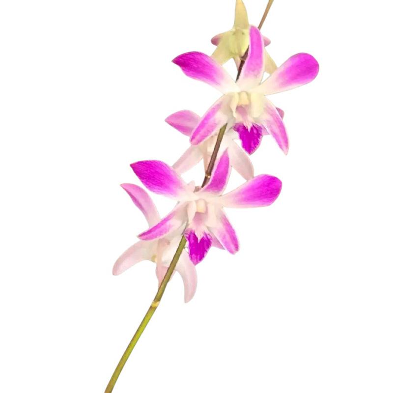 product-image.png