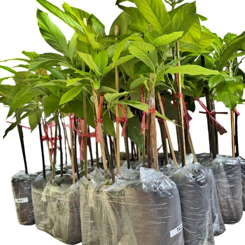 product-image.png