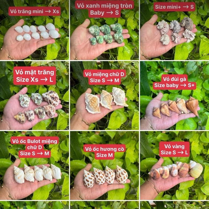 Vỏ Ốc Rỗng - Thay Cho Ốc Mượn Hồn TikTok爆款商品分析 - GMV/销量/带货达人/选品趋势 ...