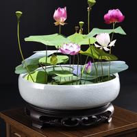 60pcs Mix Bonsai TWE5 Lotus Seeds For Planting In Water Bowl Lotus Seed Water Lilys Flower Plant For Ponds And Gardens