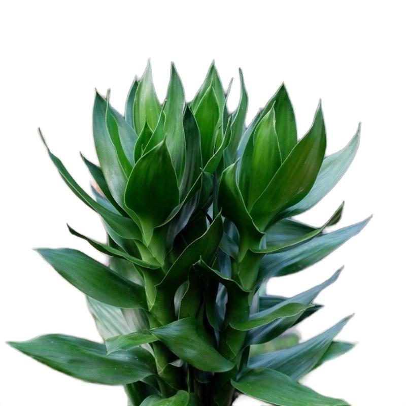 product-image.png