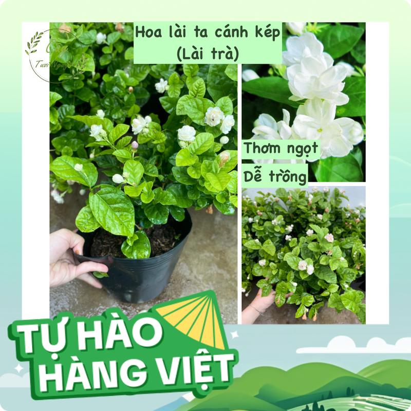 product-image.png