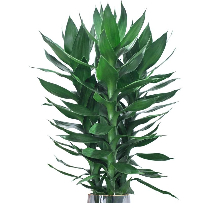product-image.png