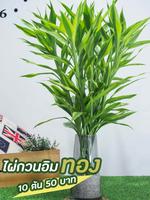 product-image.png