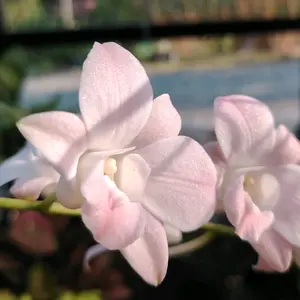 esmeheng613