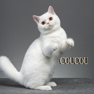 CouCou-Shop