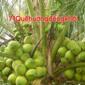 Xứ Dừa Bến Tre 71