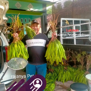 RajanyaPetteProbolinggo