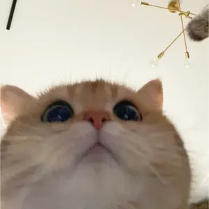 Crowned Kitty