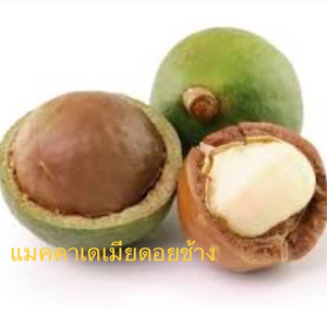 ถั่วแมคคาเดเมียดอยช้าง