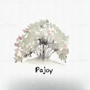 Pajoy Beauty