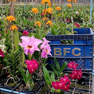 บางกอกสวนทองผาภูมิ