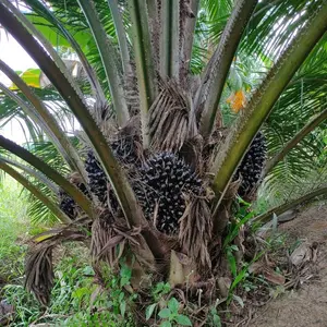 sawit kumpeh