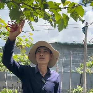 Nho Giống Minh Hoàng