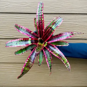 Bromeliad Kelantan