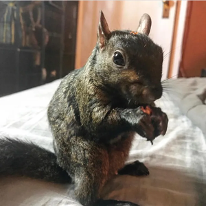 Peanut the Squirrel12