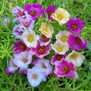 Xeema nursery