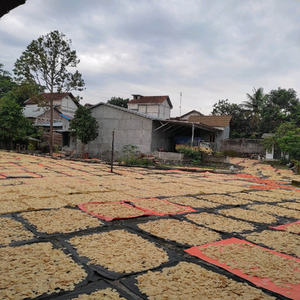 EMPING MELINJO LIMPUNG