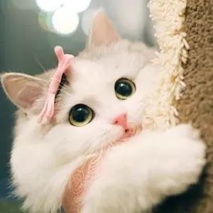 mimi
